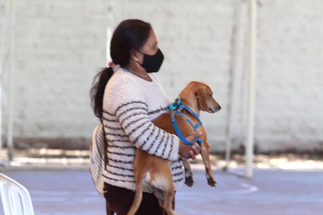 Prefeitura de Santo Antônio da Platina promove castração gratuita de Pet’s