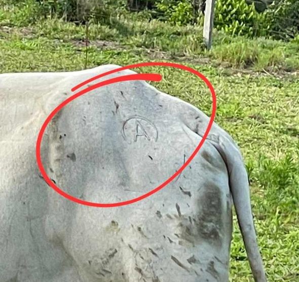 Criminosos furtam quase 50 cabeças de gado em Wenceslau Braz