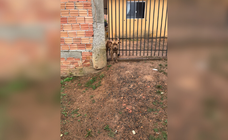 Idoso é preso suspeito de abusar sexualmente de cachorro em Ponta Grossa