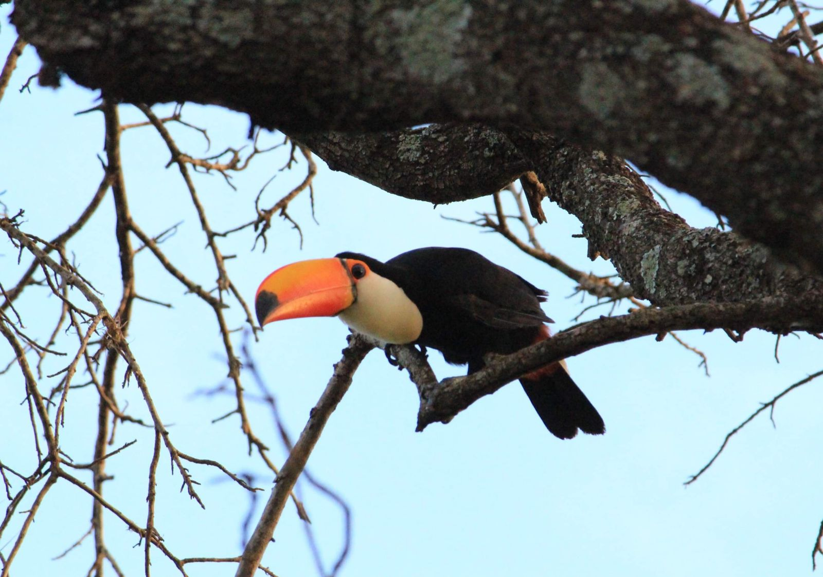 Em três meses de pesquisa, alunos da UENP catalogam 91 espécies de aves em Bandeirantes
