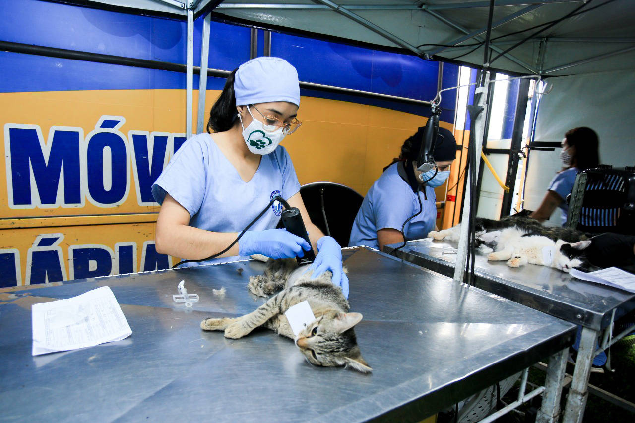 Wenceslau Braz abre inscrições gratuitas para castração de cães e gatos