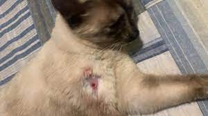 Cachorro morre e gato passa por cirurgia após levarem tiros de chumbinho