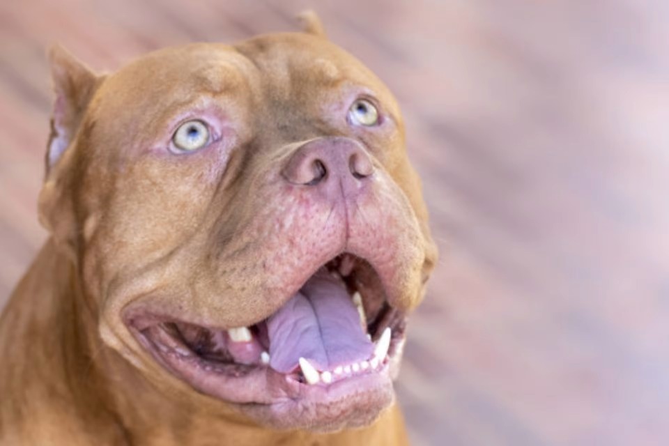 Criança vai parar no hospital após ser atacada por Pitbull