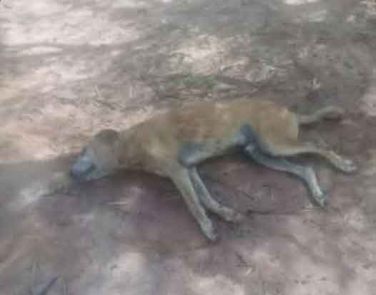 Cachorro fica em estado grave e morre após ser enterrado vivo em Jacarezinho