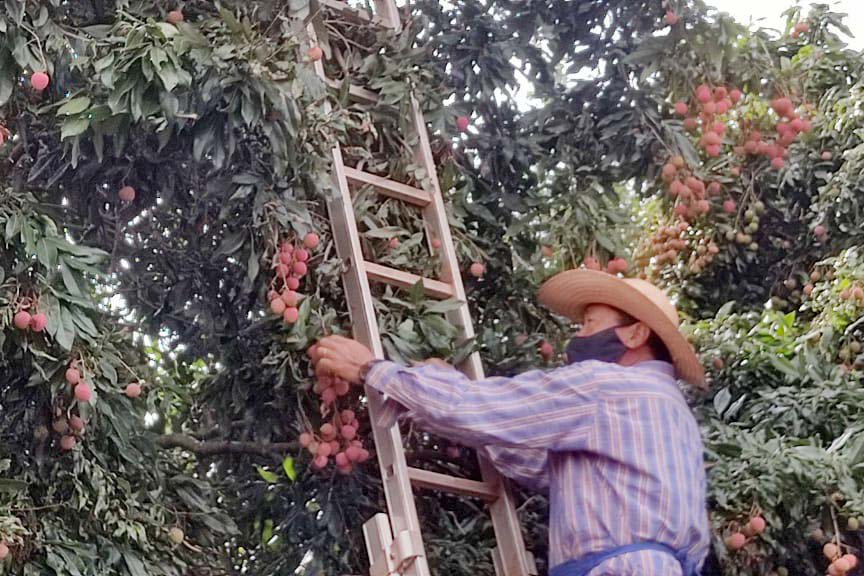 Tradicional na Ceia de Natal, mais de 60% da Lichia do Paraná é produzida no Norte Pioneiro