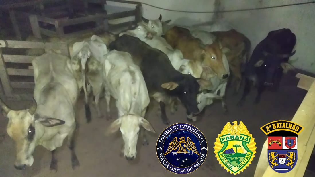 Morador de Ibaiti é preso em flagrante furtando gado em Tomazina