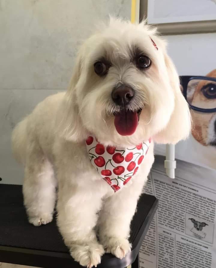 Internautas se mobilizam para encontrar cachorrinha que desapareceu em Wenceslau Braz