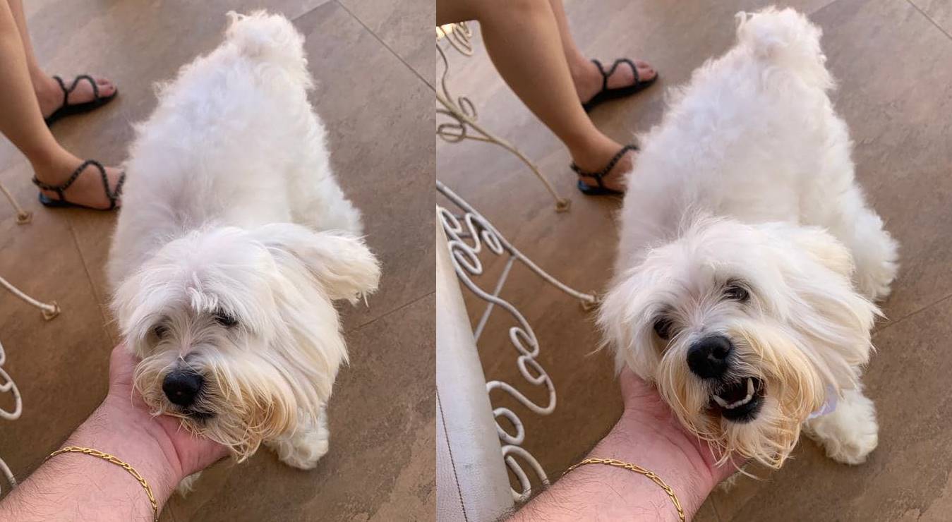 Encontrado cãozinho idoso que estava desaparecido em Wenceslau Braz