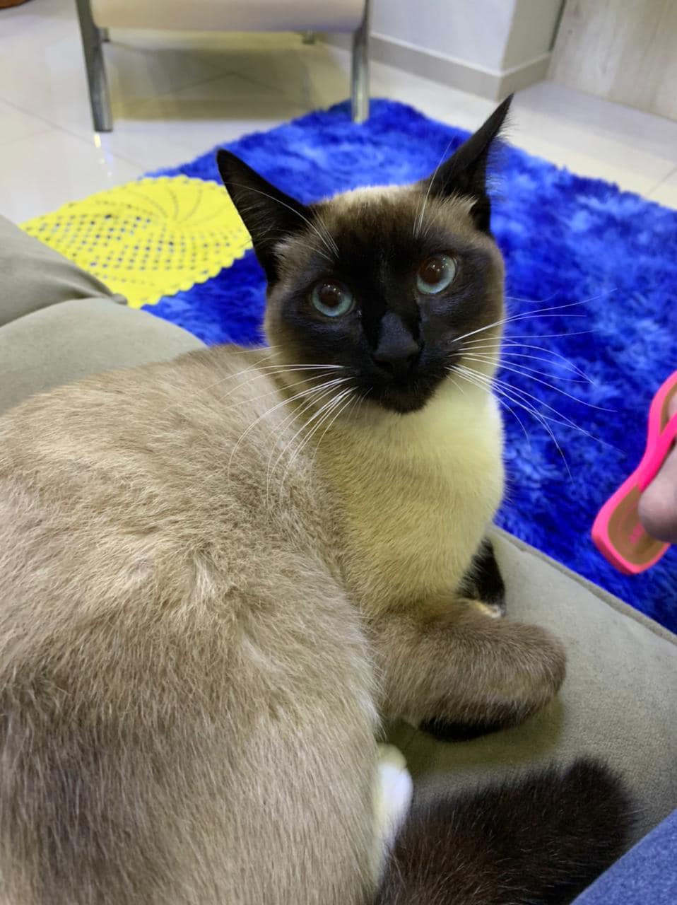 Família oferece recompensa para encontrar gatinho em Wenceslau Braz