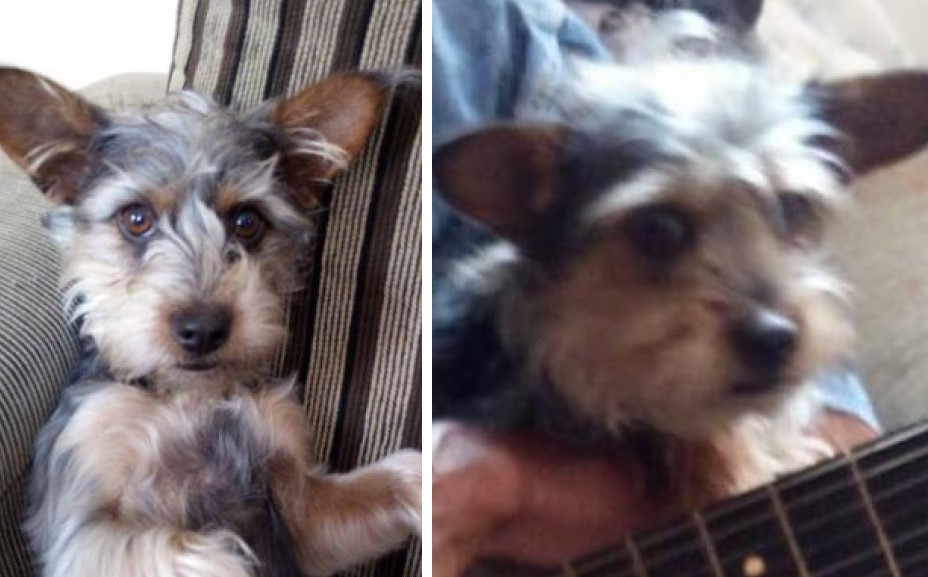 Cachorrinha que faz parte de família há mais de 4 anos está desaparecida em Wenceslau Braz