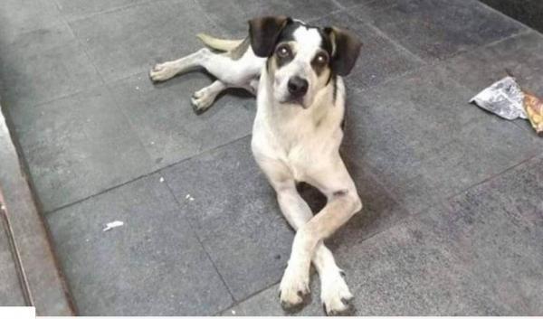 Projetos que elevam penas para maus-tratos a animais avançam na Câmara e Senado