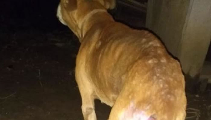 Cão desnutrido é resgatado e mulher vai parar na delegacia por maus tratos