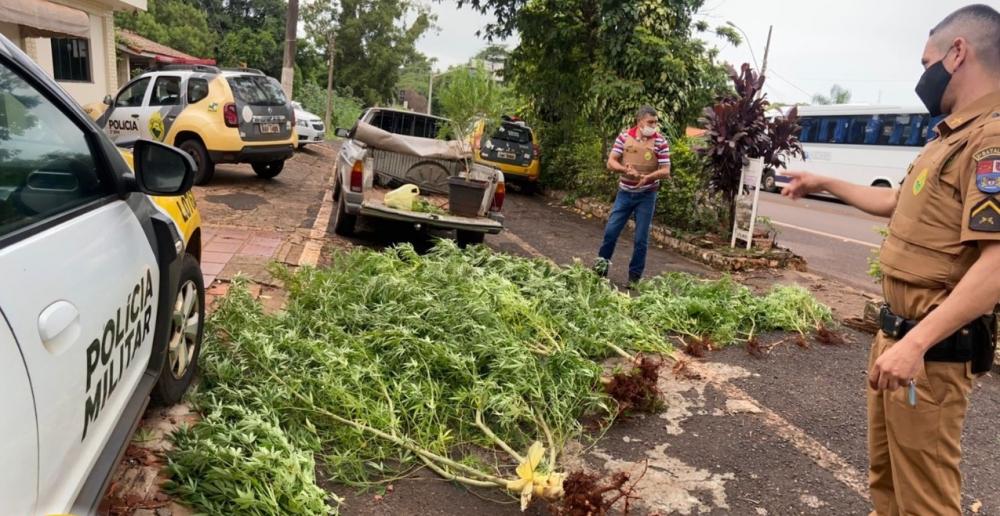 Policia Militar apreende plantação de maconha em Cambará