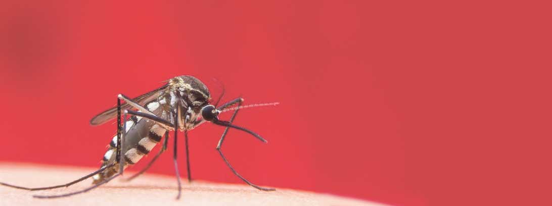 Casos de Dengue começam a gerar preocupação no Norte Pioneiro