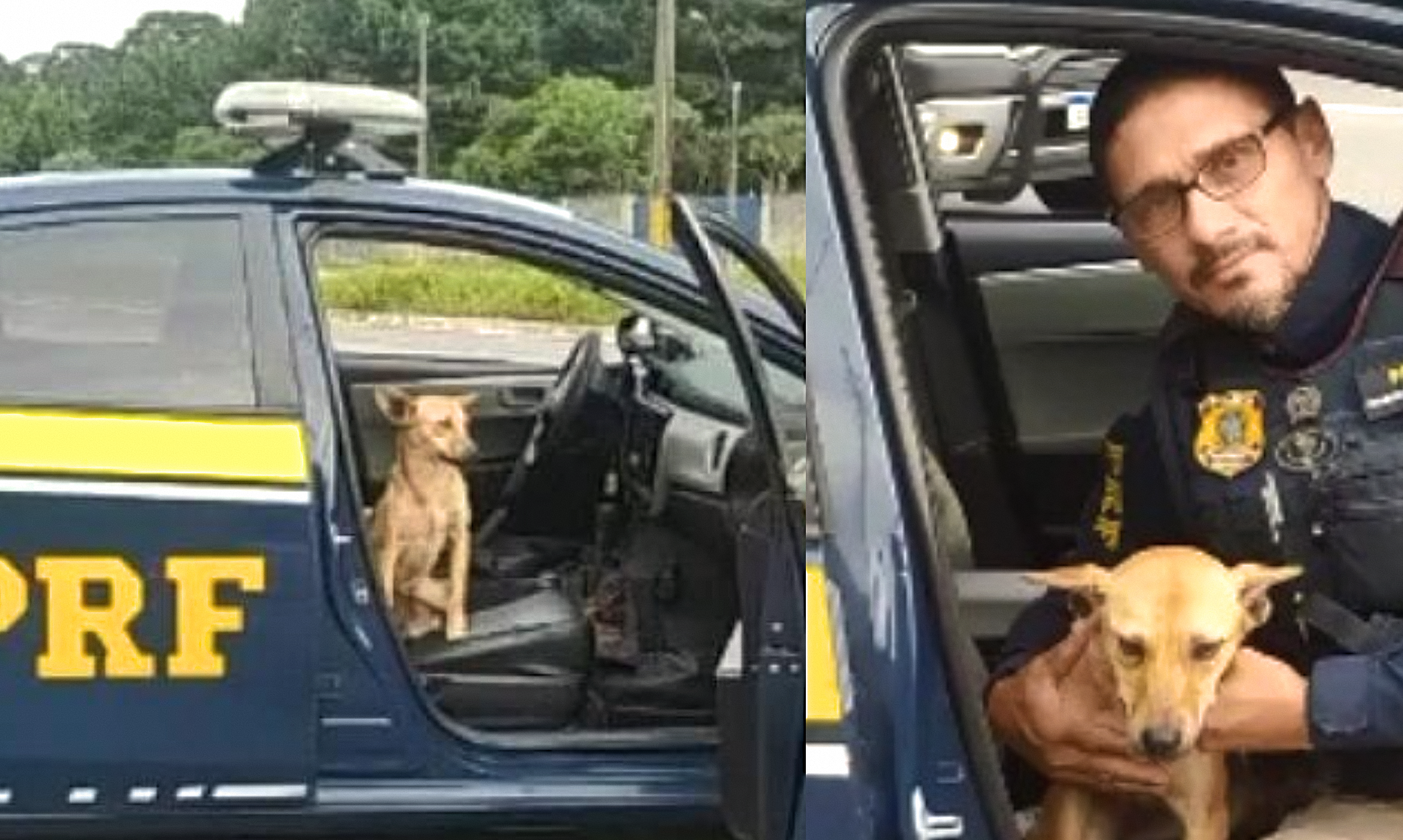 Cachorrinha abandonada busca abrigo em viatura da PRF