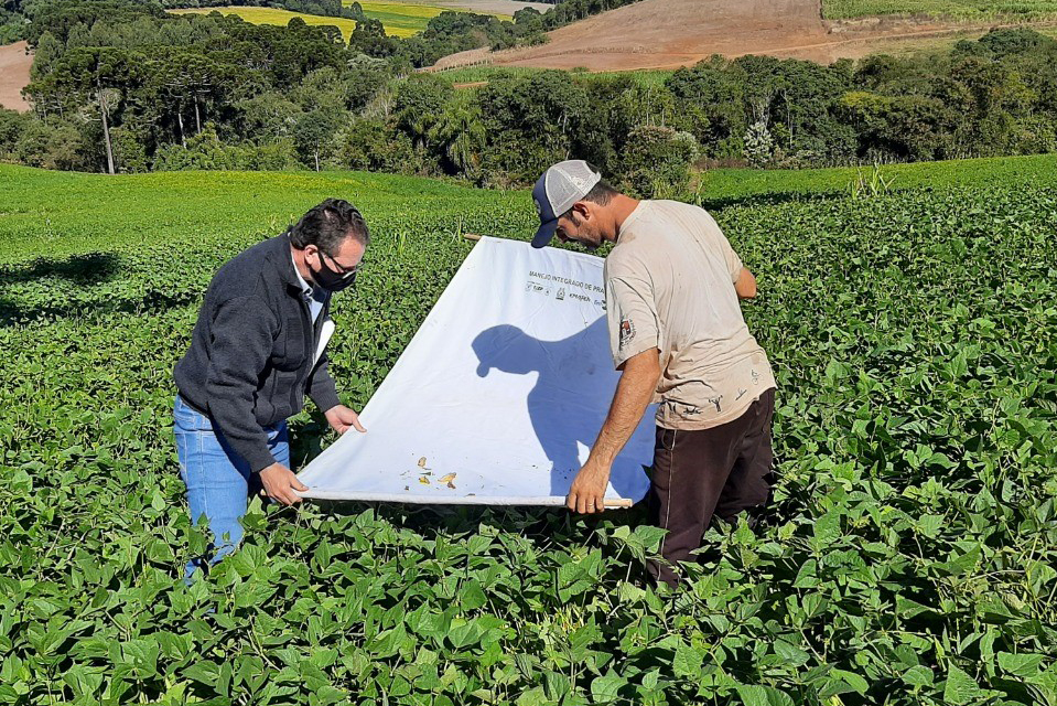 Secretaria da Agricultura alerta pecuaristas sobre os cuidados com pragas das pastagens
