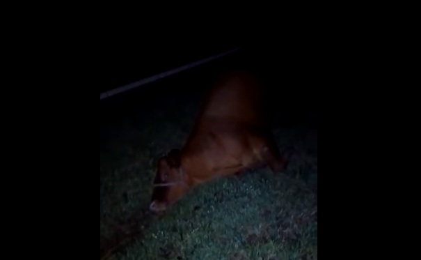 Vaca morre atropelada na rodovia próximo ao posto Pelanda em Jaguariaíva