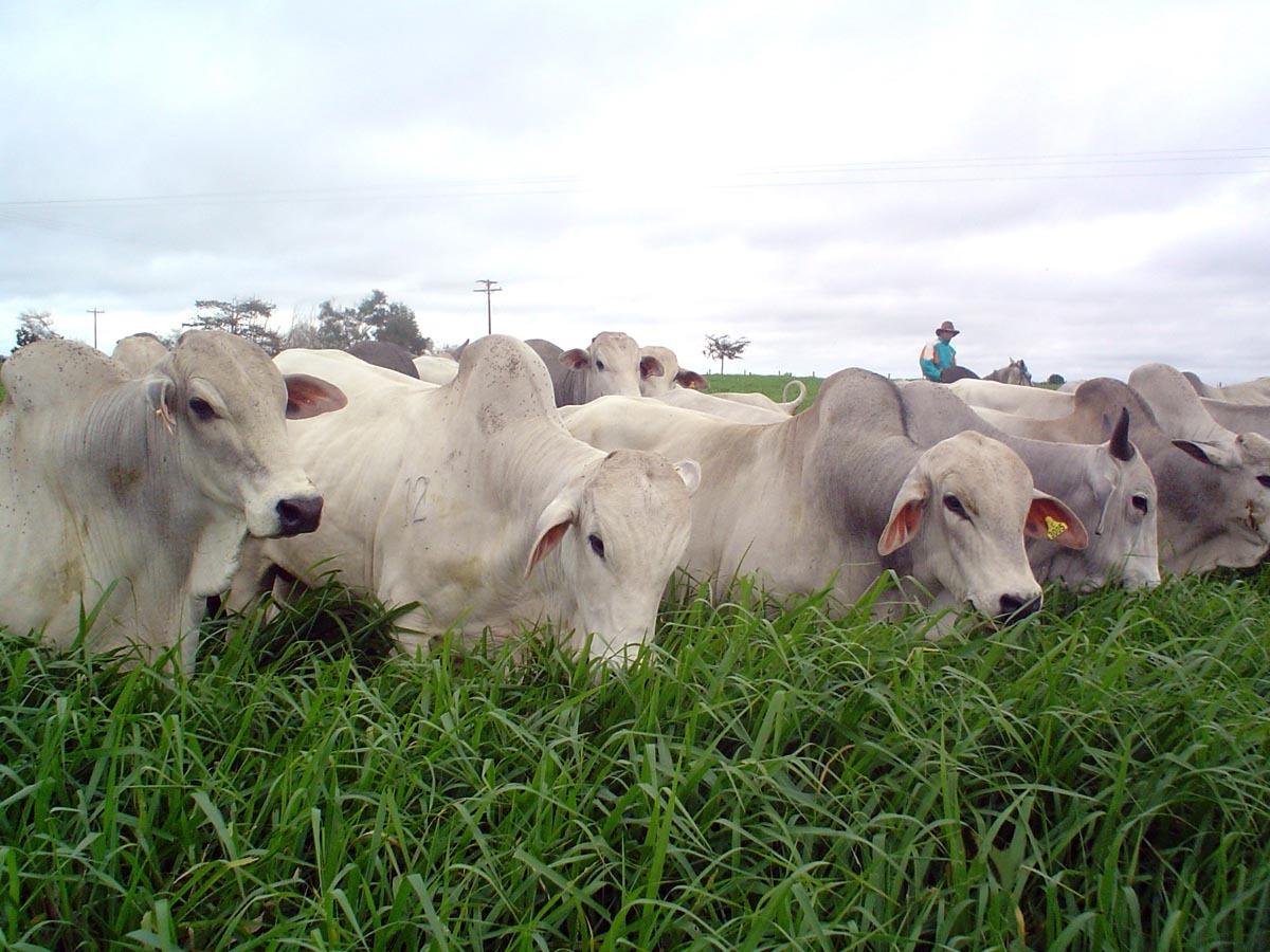 Proprietário aponta suspeito de realizar furto de mais de 50 animais em sua fazenda