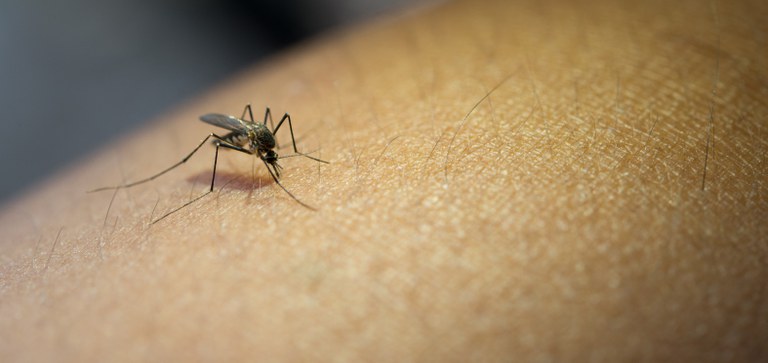Prefeitura de Japira anuncia casos suspeitos de Dengue no município