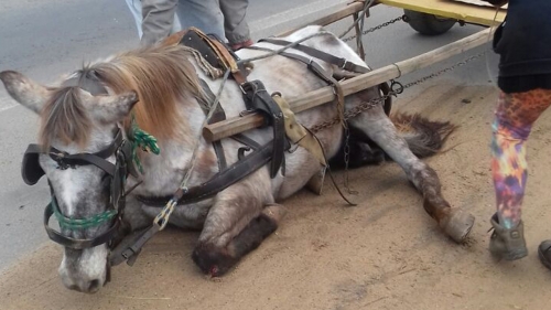 Mulher acusada de maus tratos é proibida de usar cavalos após um animal morrer