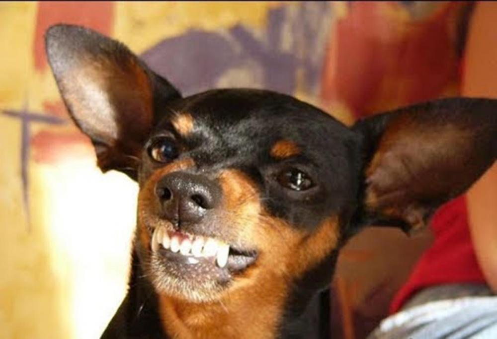 Cachorro “Cagueta” assaltante e homem acaba preso em Bandeirantes