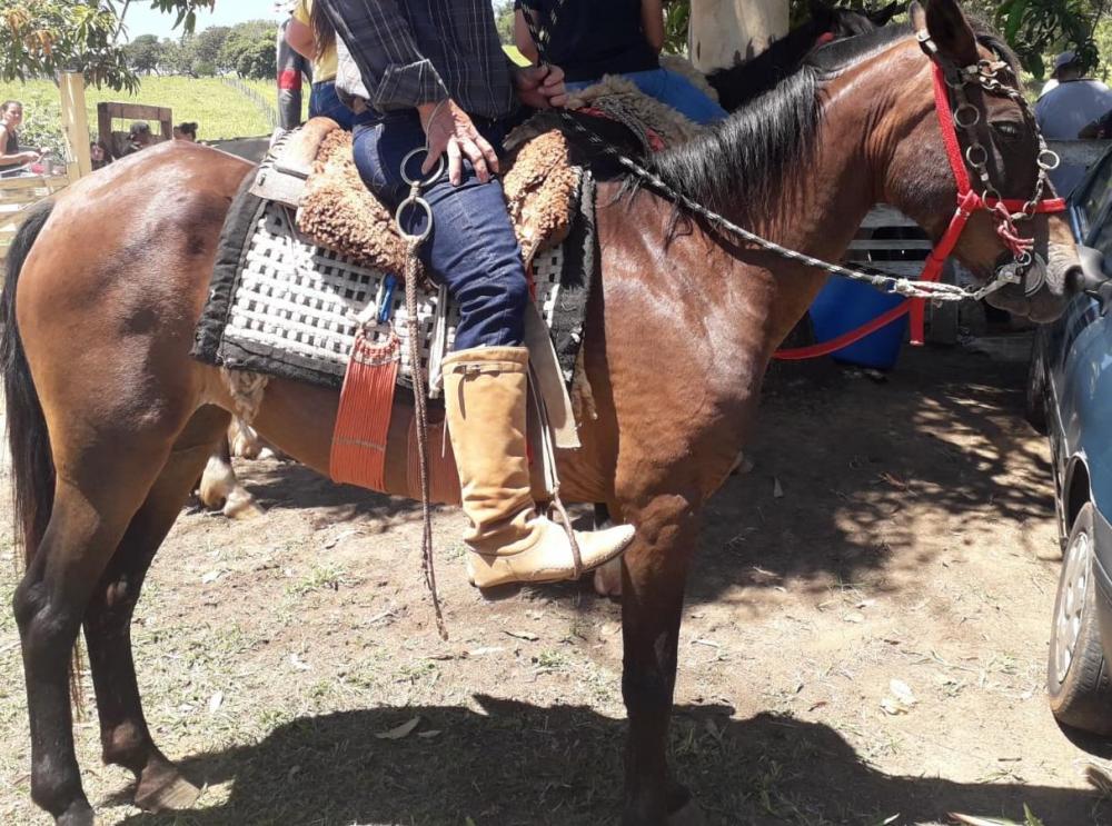 Morador de Siqueira Campos pede ajuda para encontrar cavalos desaparecidos