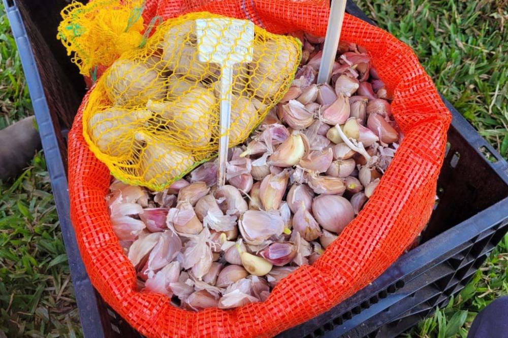 Municípios do Norte Pioneiro participam de projeto com a Embrapa Hortaliças