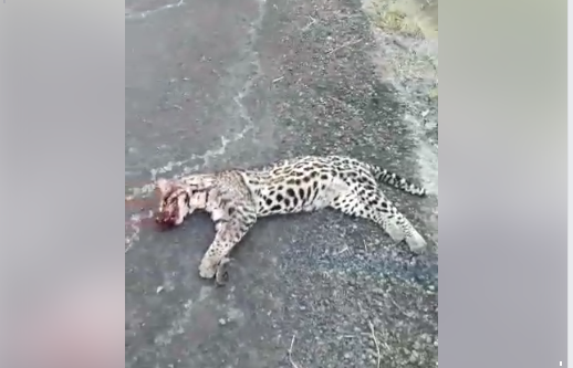 Onça pintada é atropelada na BR-153 próximo à Ibaiti