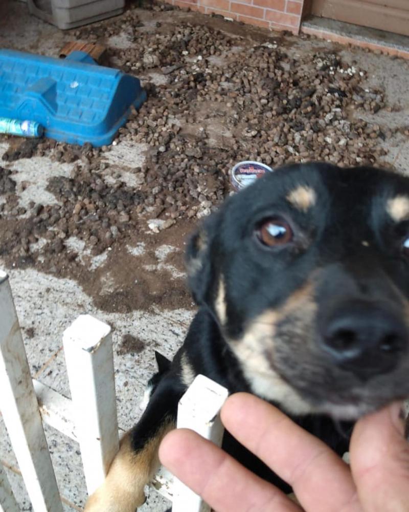 Polícia Civil apura denúncias de maus-tratos a animal em Santo Antônio da Platina