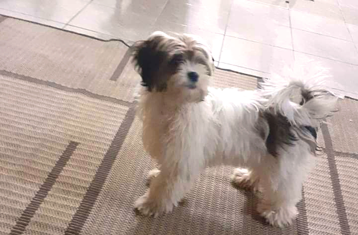 Vivi Orquídeas de W. Braz pede ajuda para encontrar seu cãozinho desaparecido 