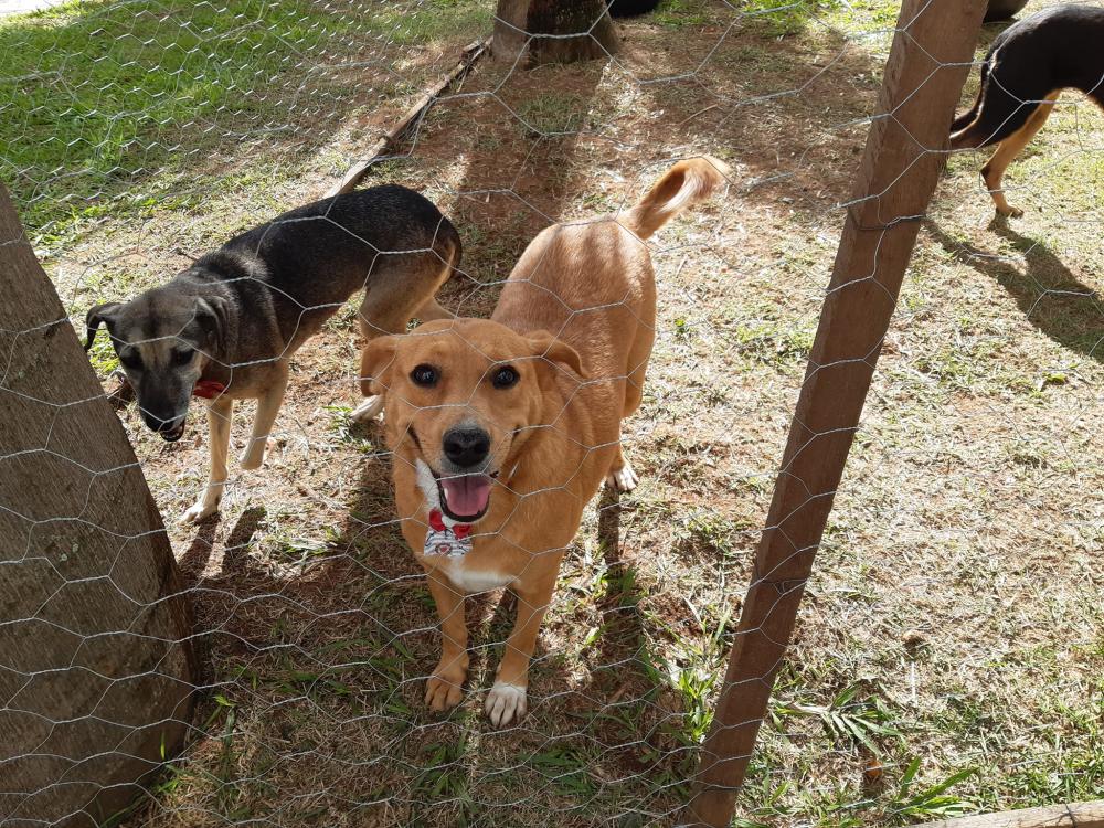 Cães ganham novos lares após feira de adoção em Siqueira Campos