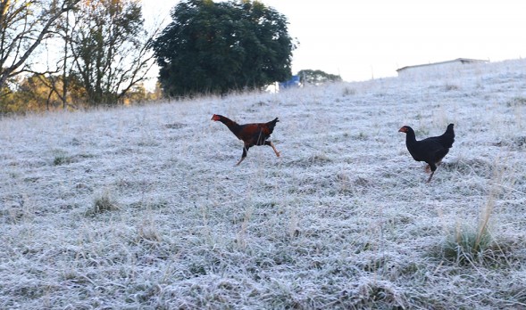 Semana que vem pode ter temperatura de 0° e geadas no Norte Pioneiro