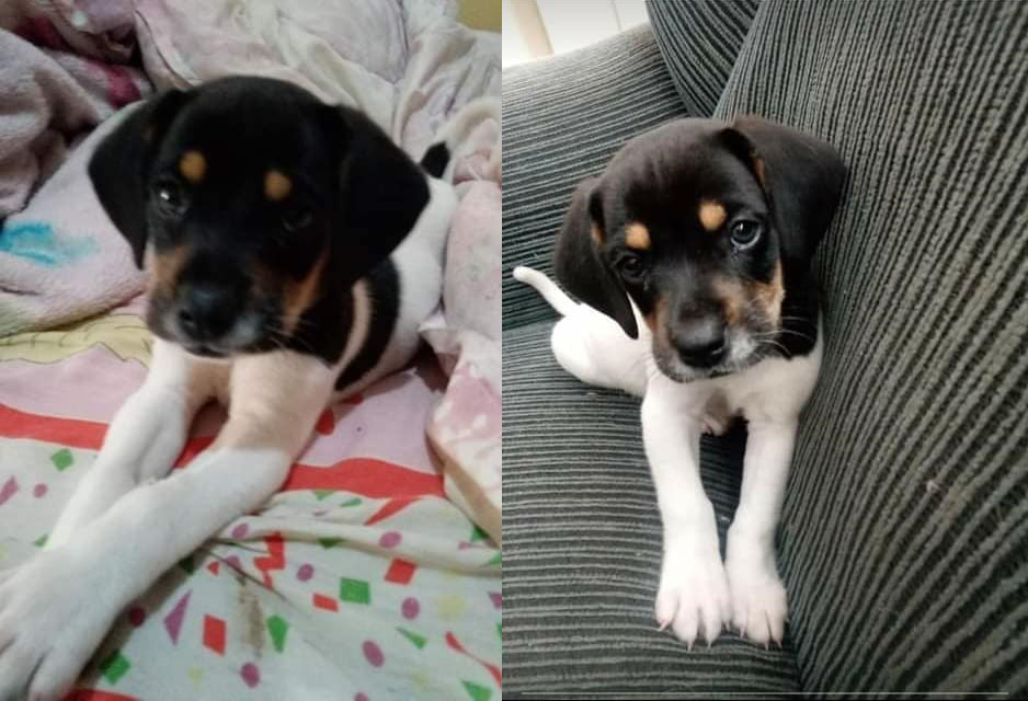 Cão morre envenenado e dona desabafa na internet  