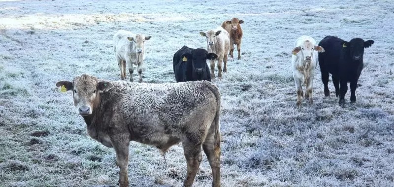 Frio intenso no Norte Pioneiro vai até final de semana; região registrou mínima de 3,2 graus esta manhã