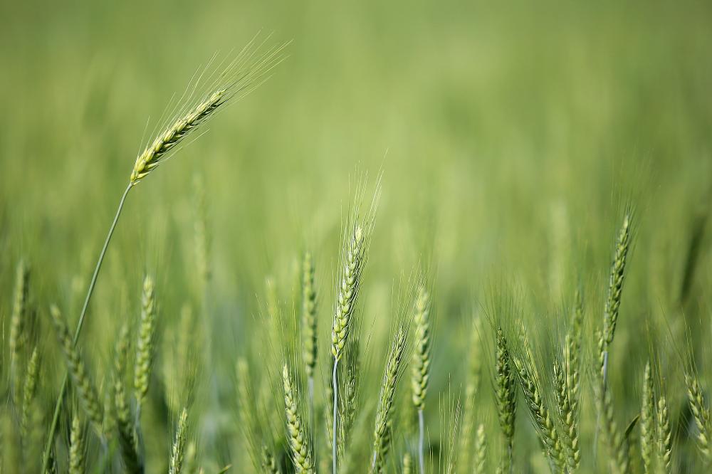 Baixas temperaturas e geadas fracas não provocaram perdas expressivas na agricultura