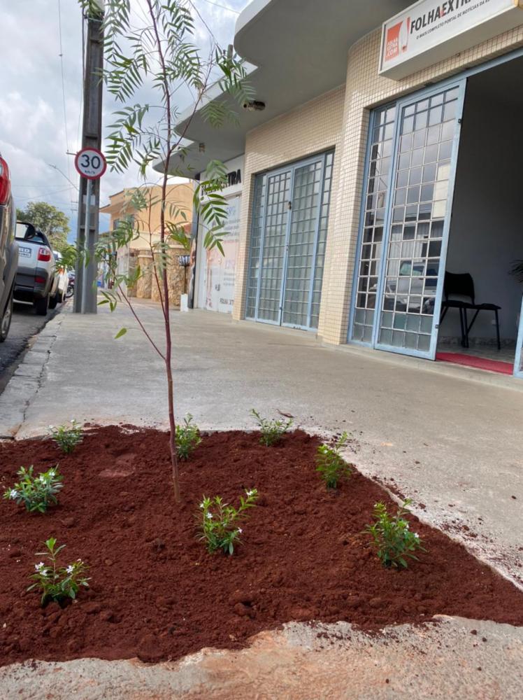 Município de Wenceslau Braz começa projeto de Arborização e Readequação de árvores