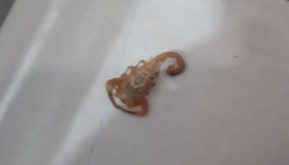 Moradora encontra escorpião na cabeceira da própria cama