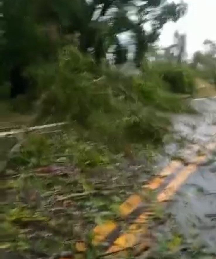 Ventos fortes derrubam arvores na PR-422 entre Wenceslau Braz e Tomazina