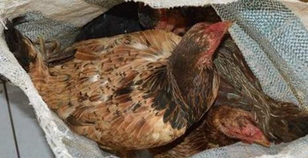 Casal é ameaçado com facas durante roubo de galinhas