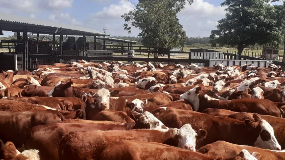 Pecuaristas acusam empresa de leilões de aplicar golpes milionários no Norte Pioneiro