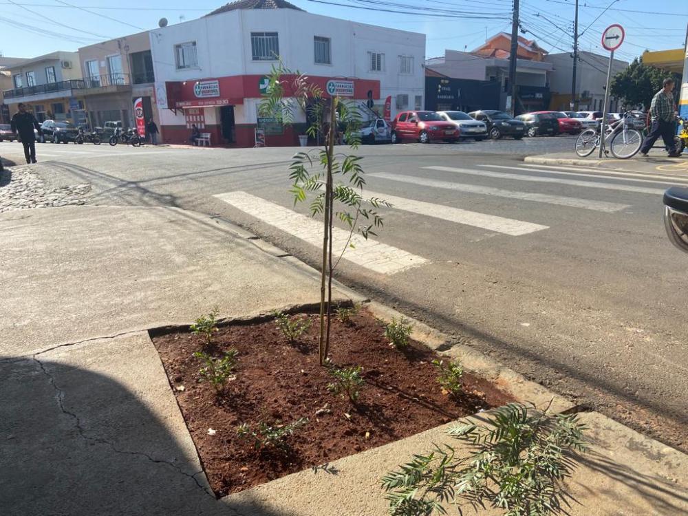 Vândalos destroem mudas de árvores plantadas pela prefeitura de W. Braz