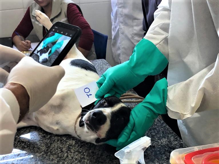 Cães do abrigo animal de Siquera Campos fazem testes da doença Leishmaniose 