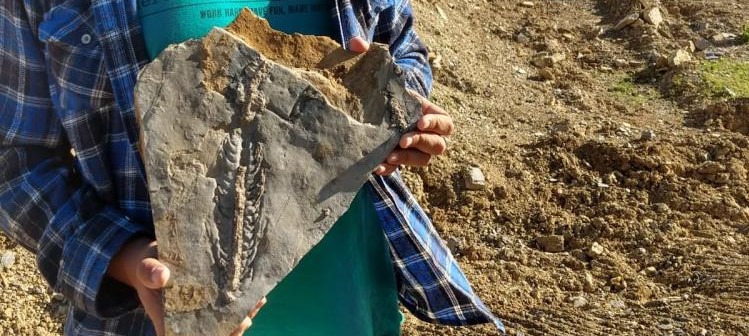 Municípios do Norte Pioneiro “escondem” fósseis e parte da geologia mundial