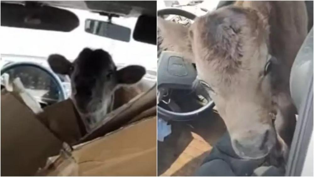 Bezerrinho é encontrado amarrado e trancado dentro de carro