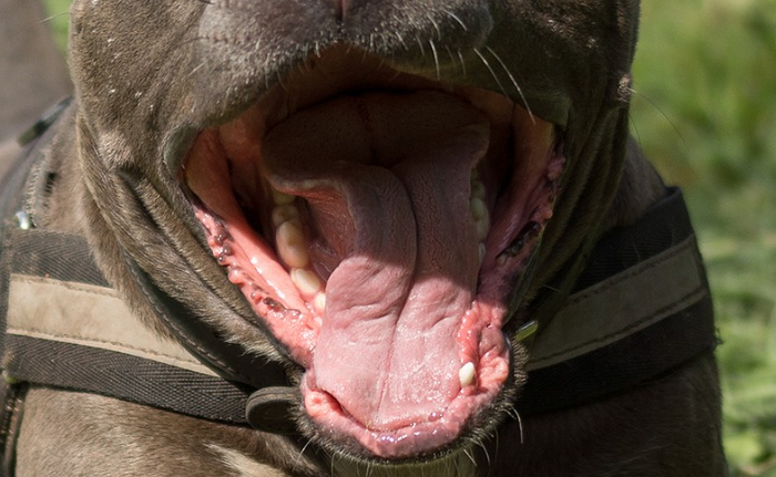 Criança vai parar no hospital após ser atacada por Pit Bull