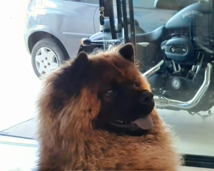 Família procura cãozinho Lion que está desaparecido em Wenceslau Braz