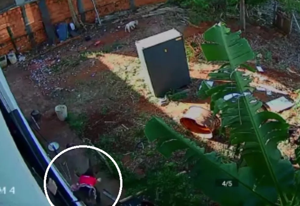 Cadelinha perde filhotes e os movimentos das patas após ser jogada da janela