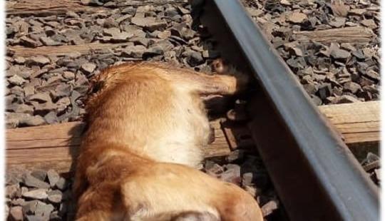 Cachorro amarrado em trilhos tem a cabeça decepada por trem
