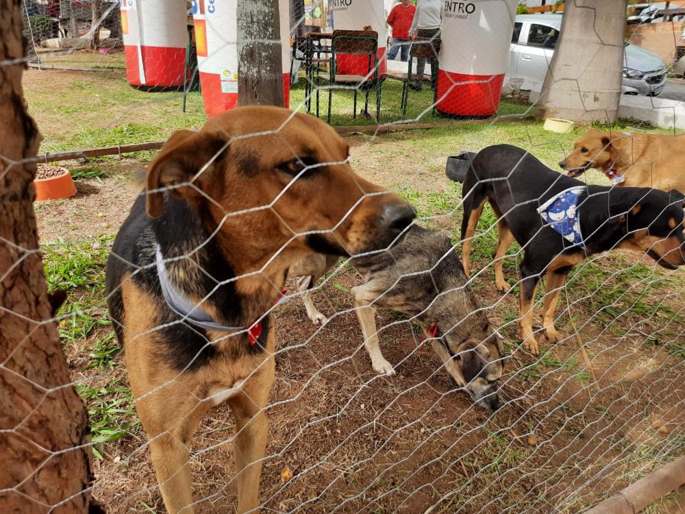 Siqueira Campos promove 2ª Feira de Adoção 2022