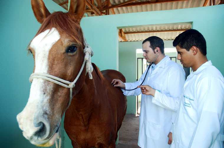 Atendimento no campo facilita a vida dos criadores de cavalos 